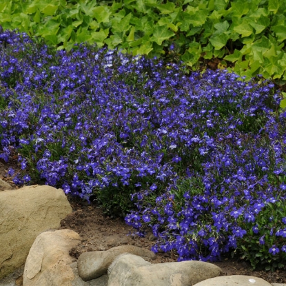 Picture of Lobelia - Riviera Blue Eyes